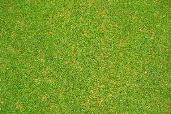Summer Drought Stress – Watch Out for Anthracnose Foliar Blight