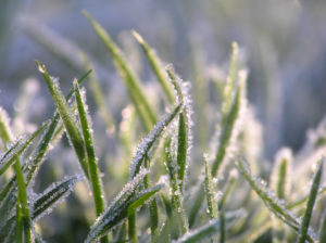 ice_crystals-on-grass